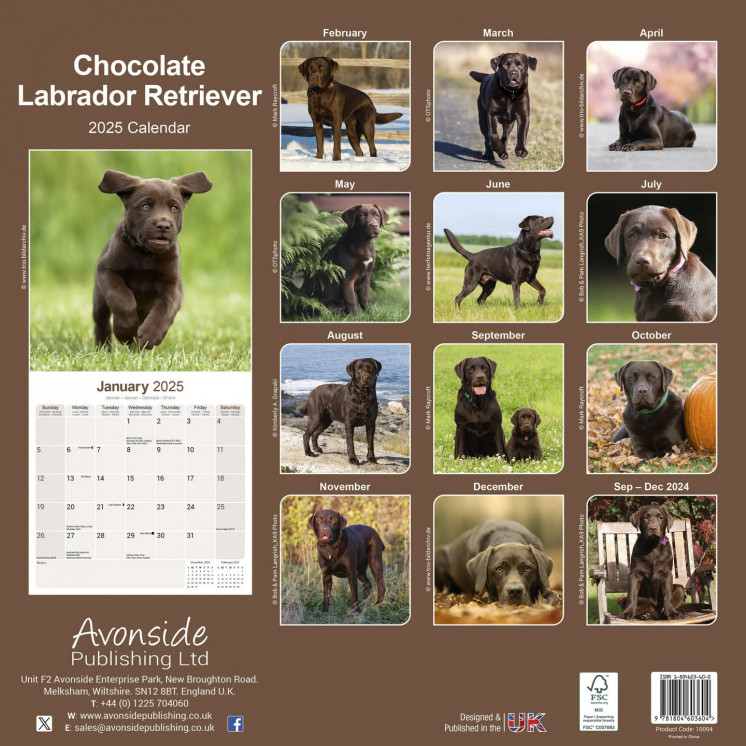 Calendrier Labrador Retriever Chocolat 2025