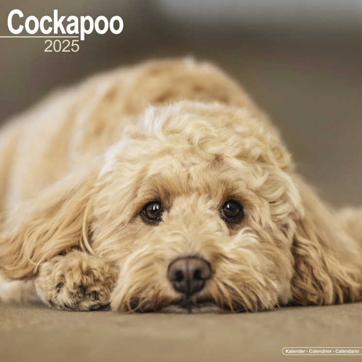 Calendrier Cockapoo 2025