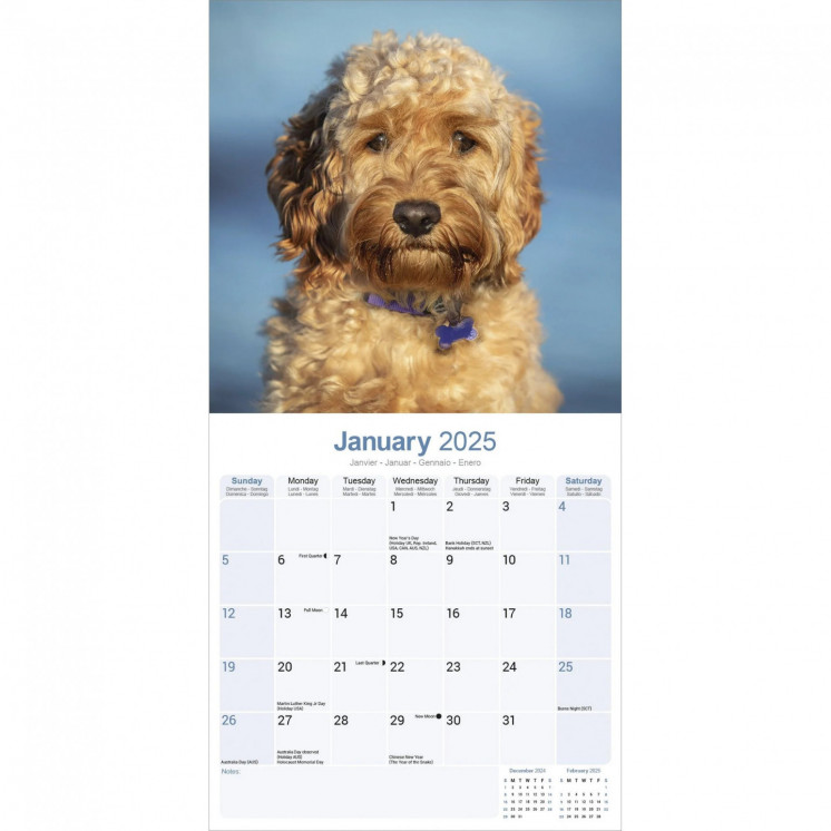 Calendrier Cockapoo 2025