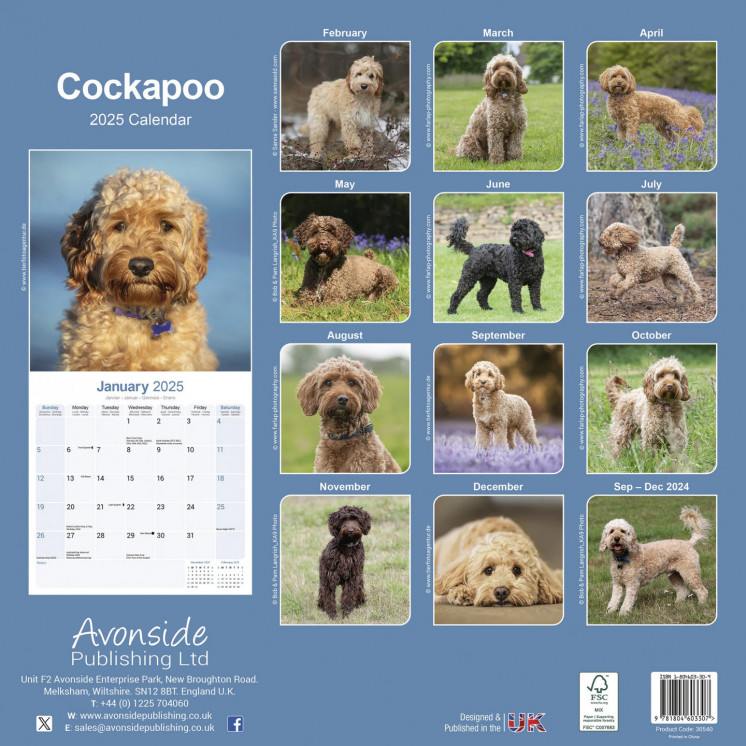 Calendrier Cockapoo 2025