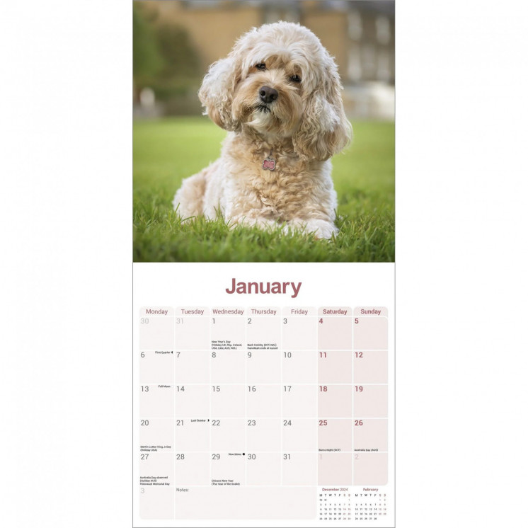 Calendrier Cavapoo 2025