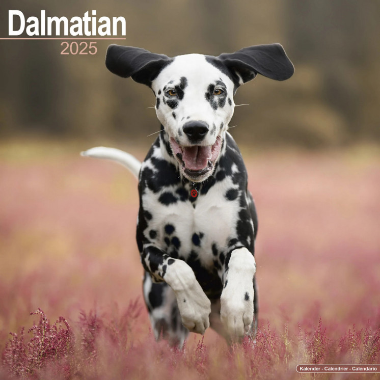 Calendrier Dalmatien 2025