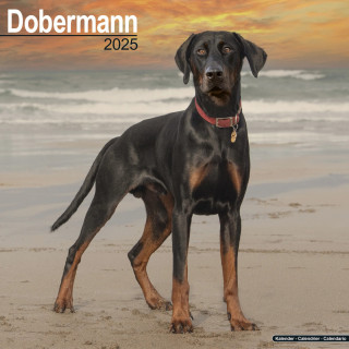 Calendrier Dobermann 2025