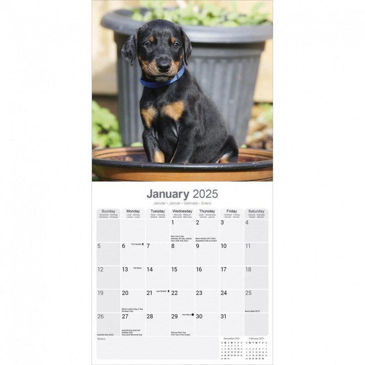 Calendrier Dobermann 2025