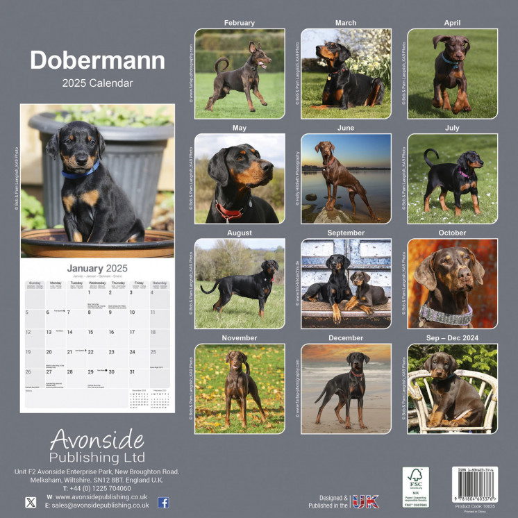 Calendrier Dobermann 2025