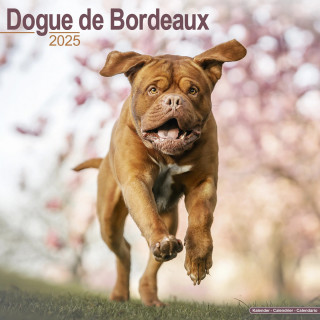 Calendrier Dogue de Bordeaux 2025