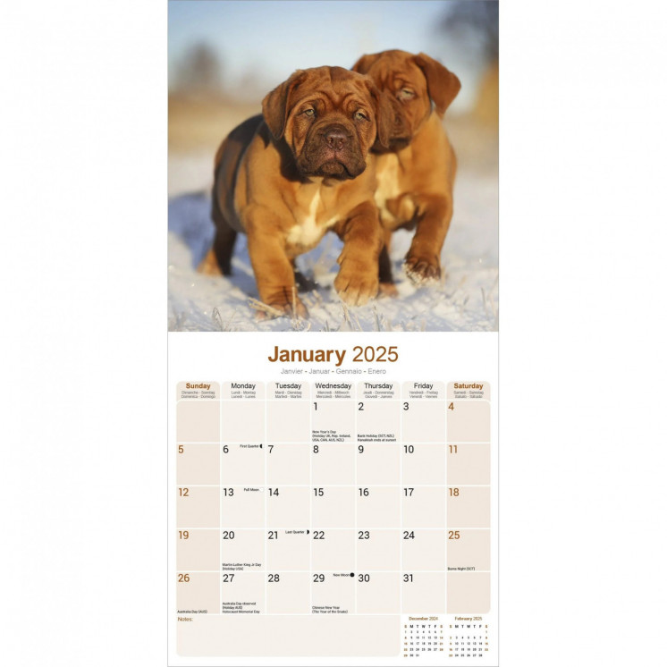 Calendrier Dogue de Bordeaux 2025