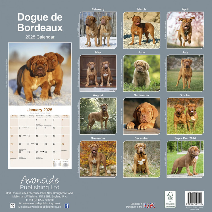 Calendrier Dogue de Bordeaux 2025