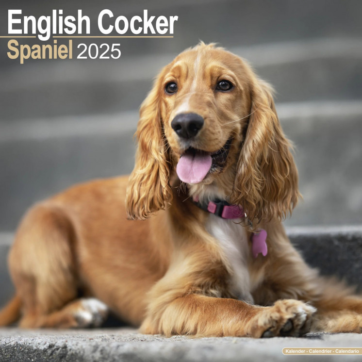 Calendrier Cocker Anglais 2025