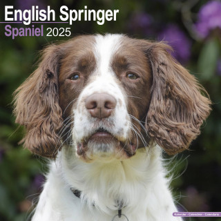 Calendrier Springer Spaniel anglais 2025