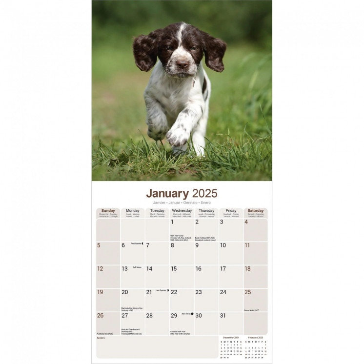 Calendrier Springer Spaniel anglais 2025