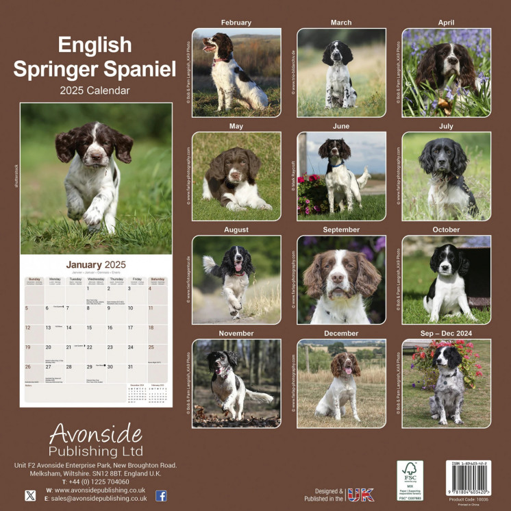 Calendrier Springer Spaniel anglais 2025