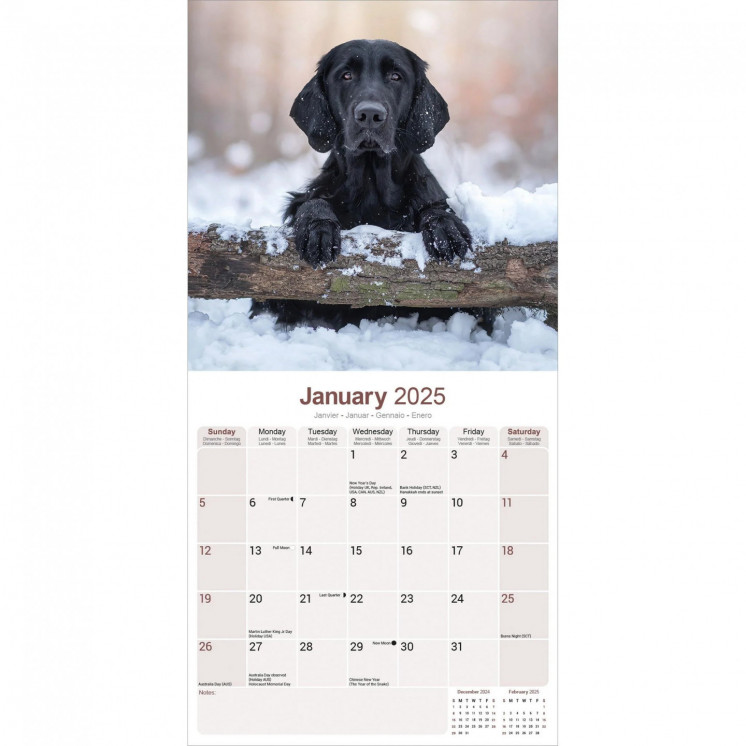 Calendrier Retriever à poil plat 2025