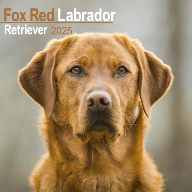 Calendrier Fox Red Labrador Retriever 2025