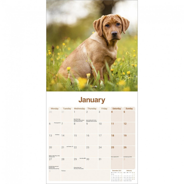 Calendrier Fox Red Labrador Retriever 2025