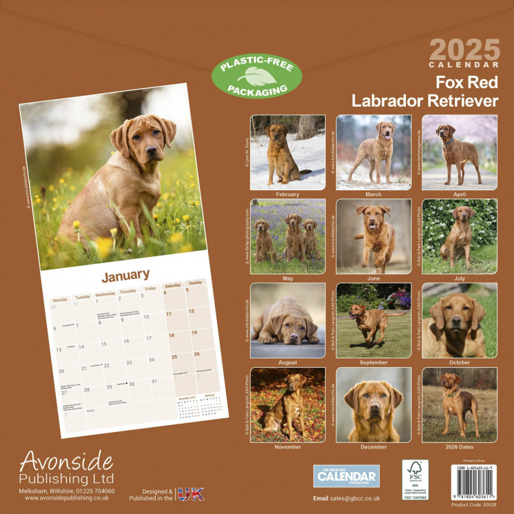 Calendrier Fox Red Labrador Retriever 2025