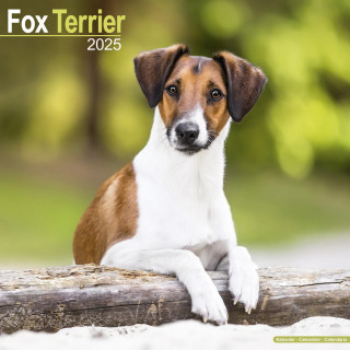 Calendrier Fox Terrier 2025