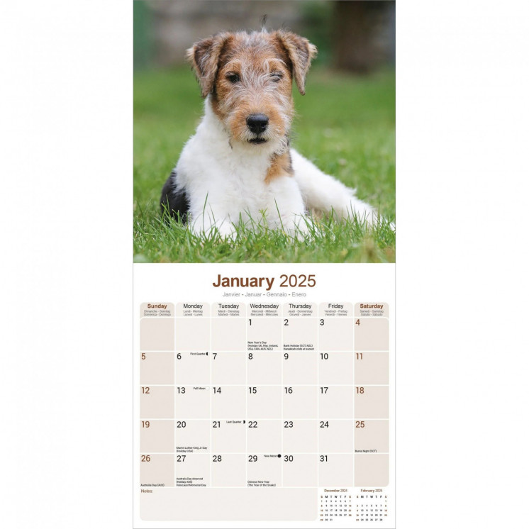 Calendrier Fox Terrier 2025