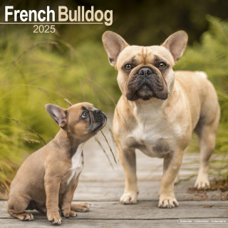 Calendrier Bouledogue Français 2025