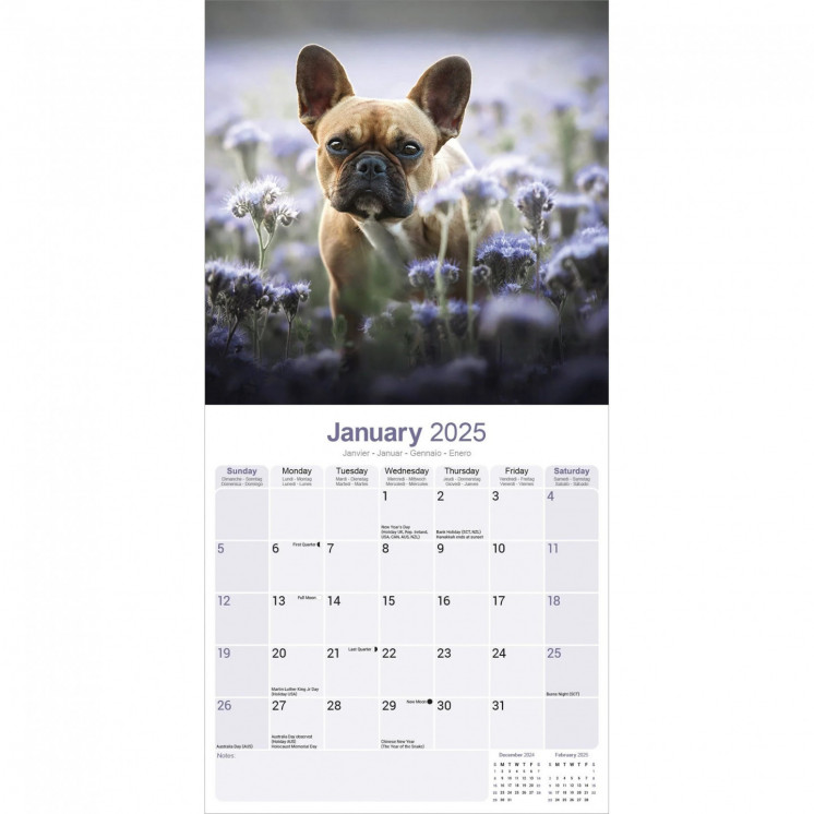 Calendrier Bouledogue Français 2025