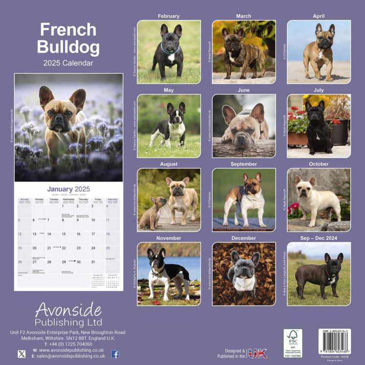 Calendrier Bouledogue Français 2025