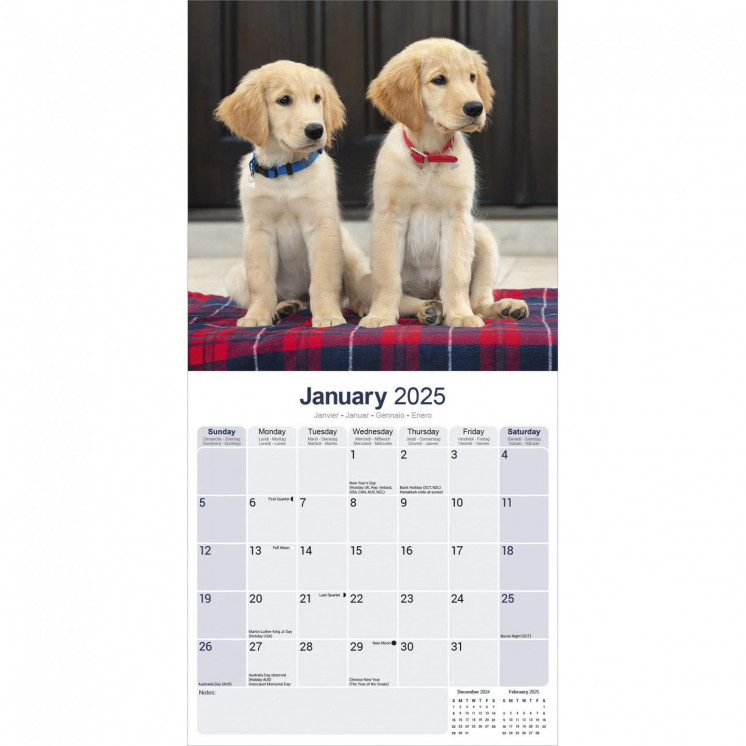 Calendrier Golden Retriever 2025