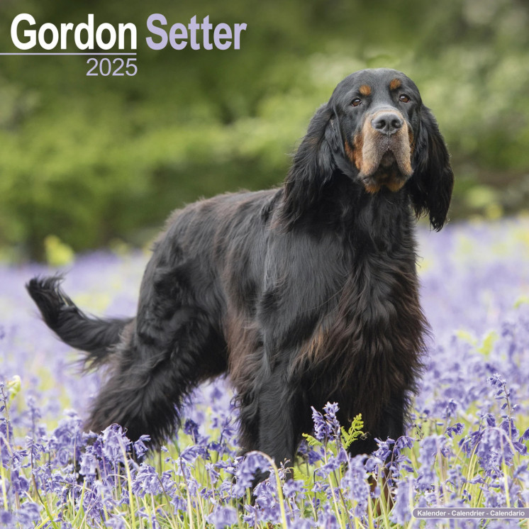 Calendrier Setter Gordon 2025