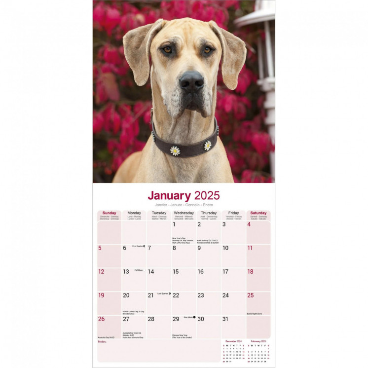 Calendrier Dogue Allemand 2025