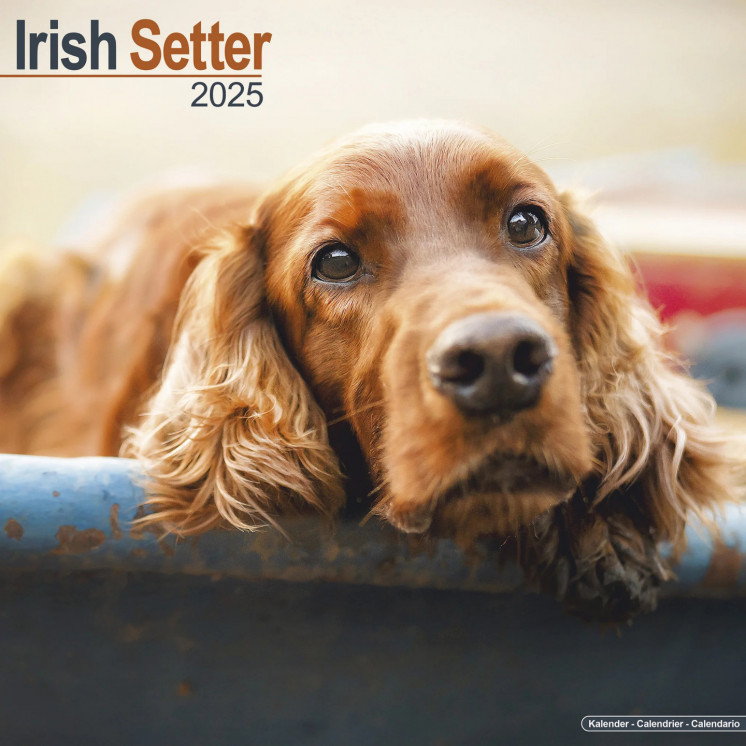 Calendrier Setter Irlandais 2025