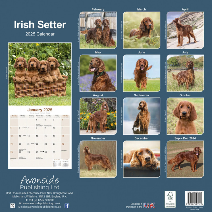 Calendrier Setter Irlandais 2025