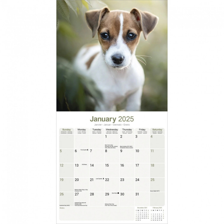 Calendrier Jack Russell 2025