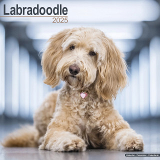 Calendrier Labradoodle 2025