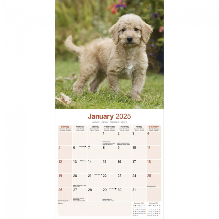 Calendrier Labradoodle 2025