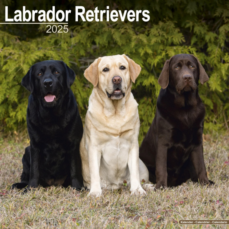 Calendrier Labrador Retrievers 2025