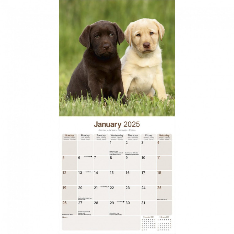 Calendrier Labrador Retrievers 2025