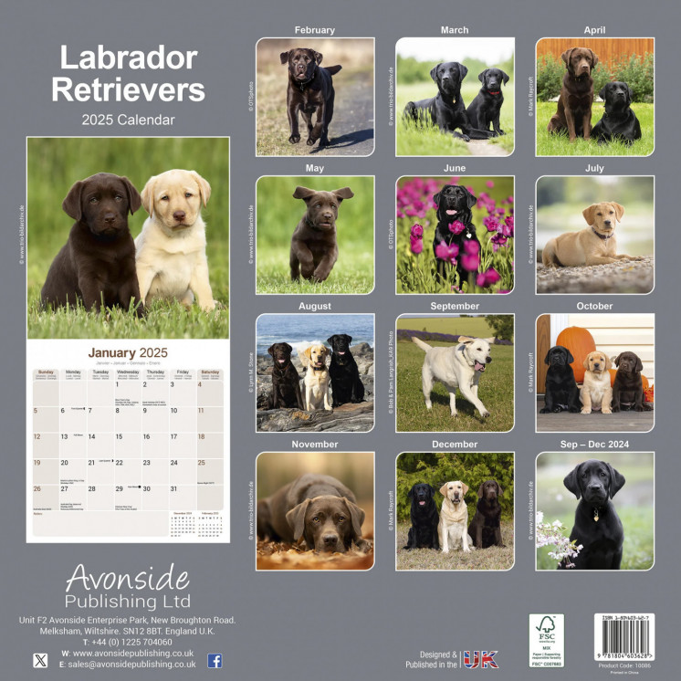 Calendrier Labrador Retrievers 2025