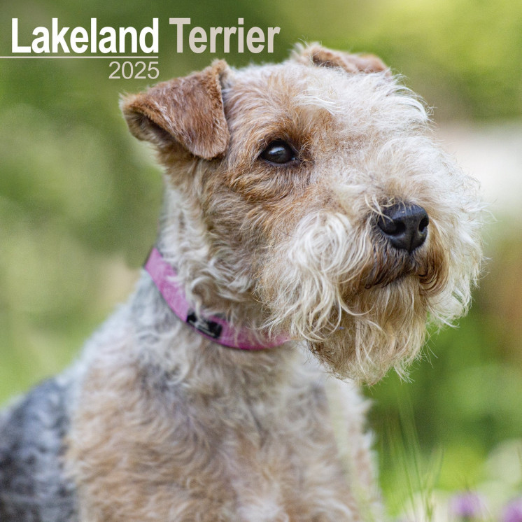 Calendrier Lakeland Terrier 2025