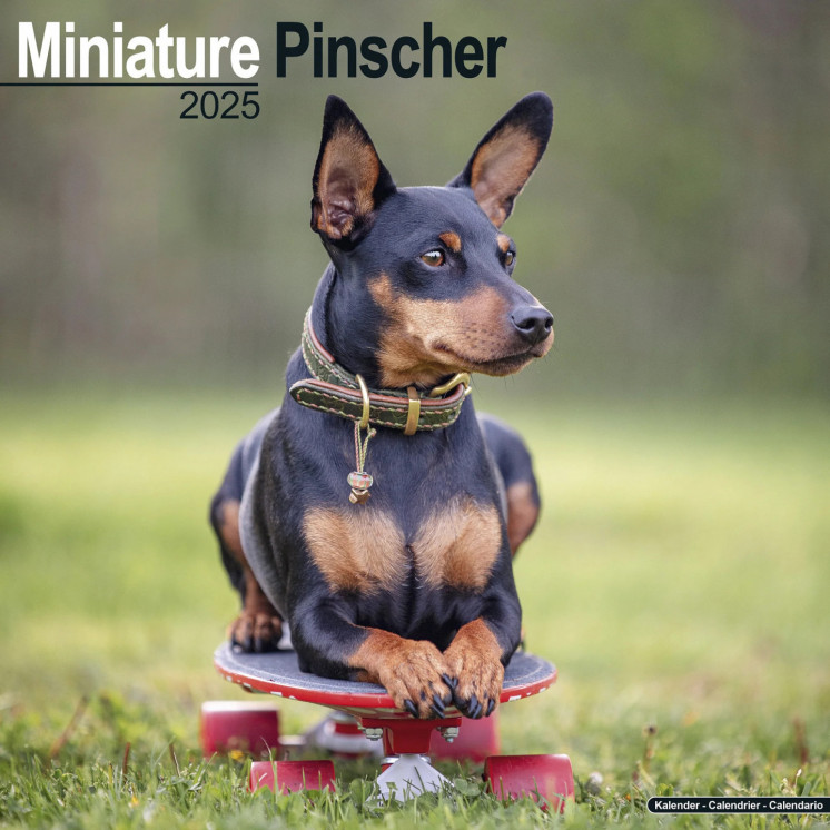 Calendrier Pinscher Nain 2025