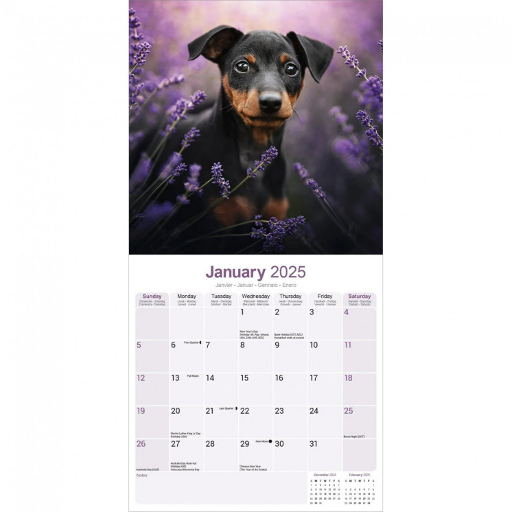 Calendrier Pinscher Nain 2025