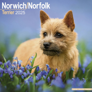 Calendrier Norwich Norfolk Terrier 2025