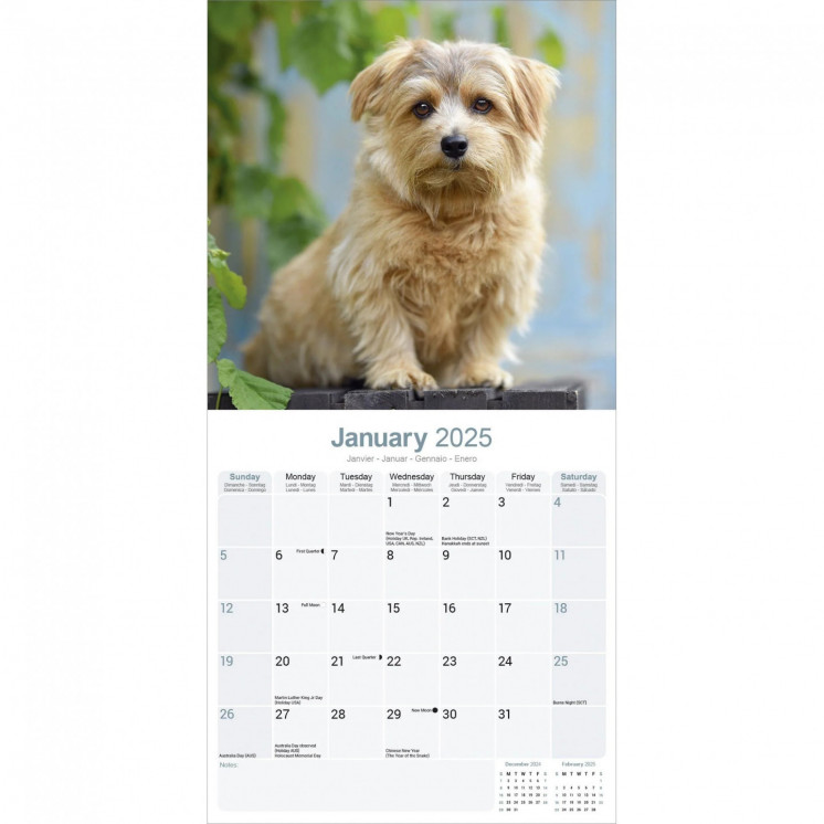 Calendrier Norwich Norfolk Terrier 2025