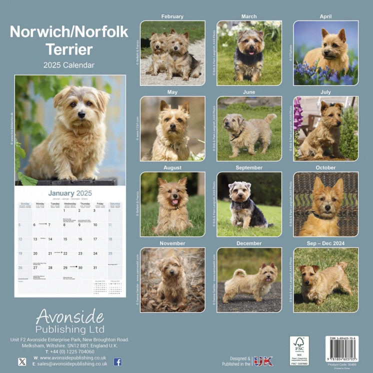 Calendrier Norwich Norfolk Terrier 2025