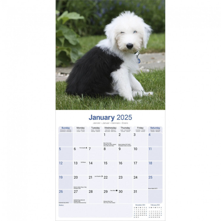 Calendrier vieux chien berger anglais 2025