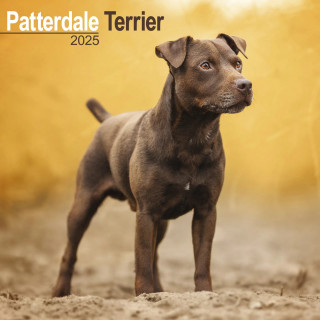 Calendrier Patterdale Terrier 2025