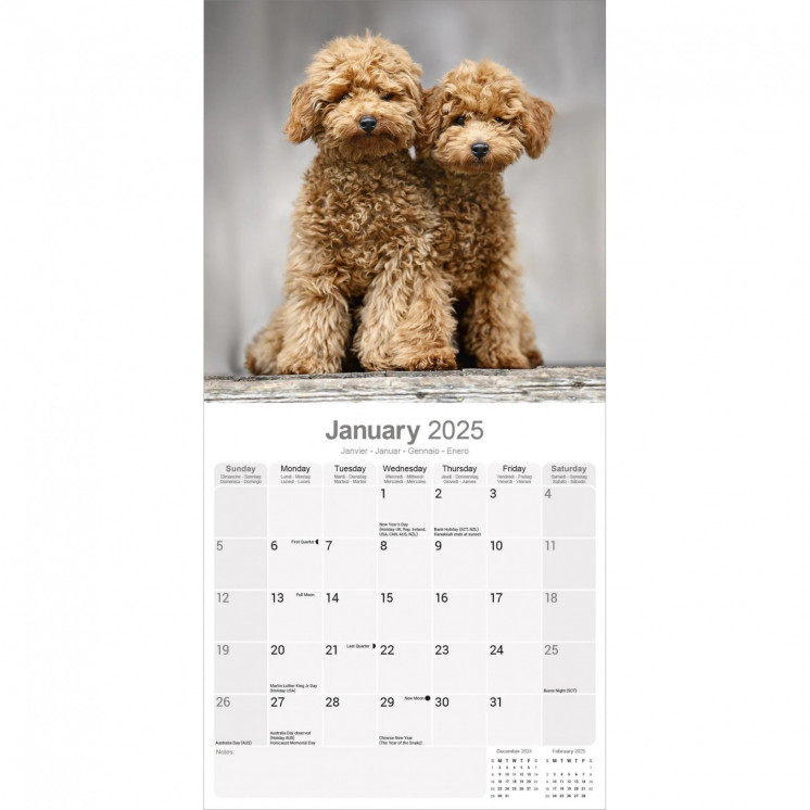 Calendrier Caniche 2025