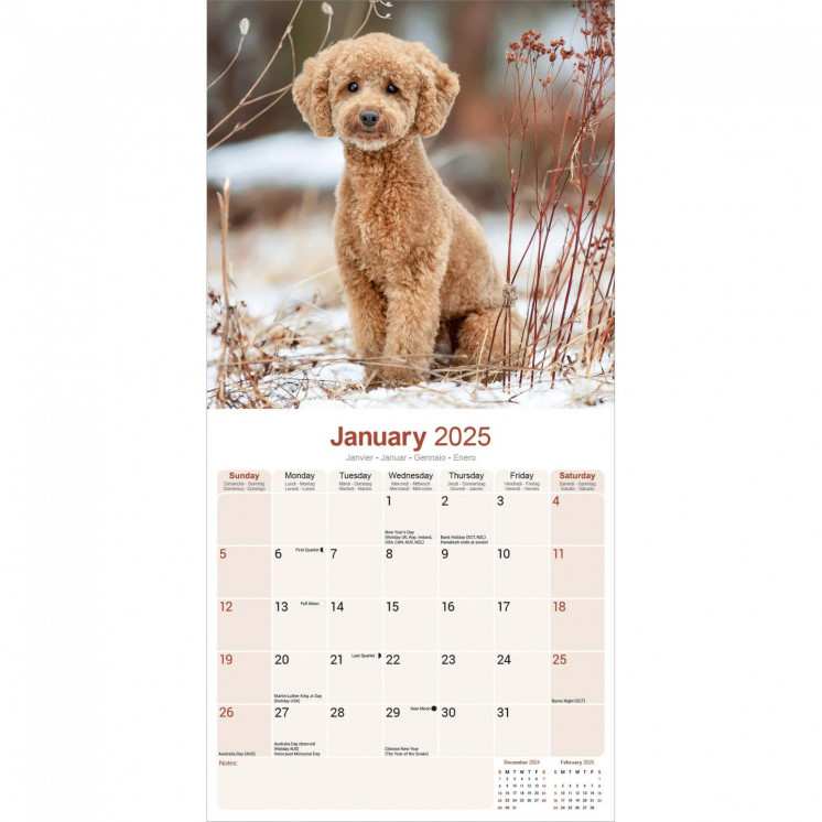 Calendrier Caniche jouet et miniature 2025