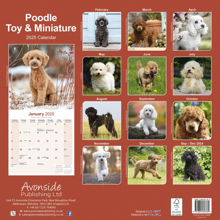 Calendrier Caniche jouet et miniature 2025