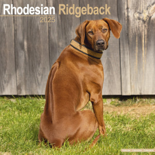 Calendrier Rhodesian Ridgeback 2025