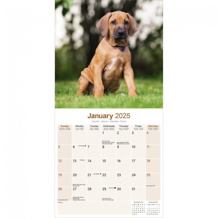 Calendrier Rhodesian Ridgeback 2025