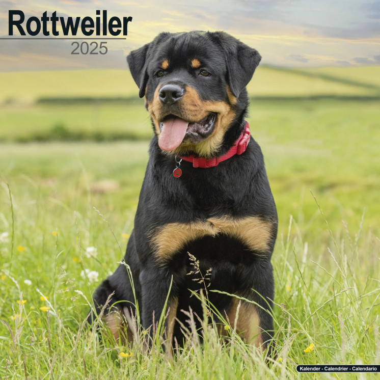 Calendrier Rottweiler 2025